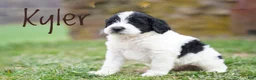 Portuguese Water Dog dogs for sale: Kyler - Ad 5