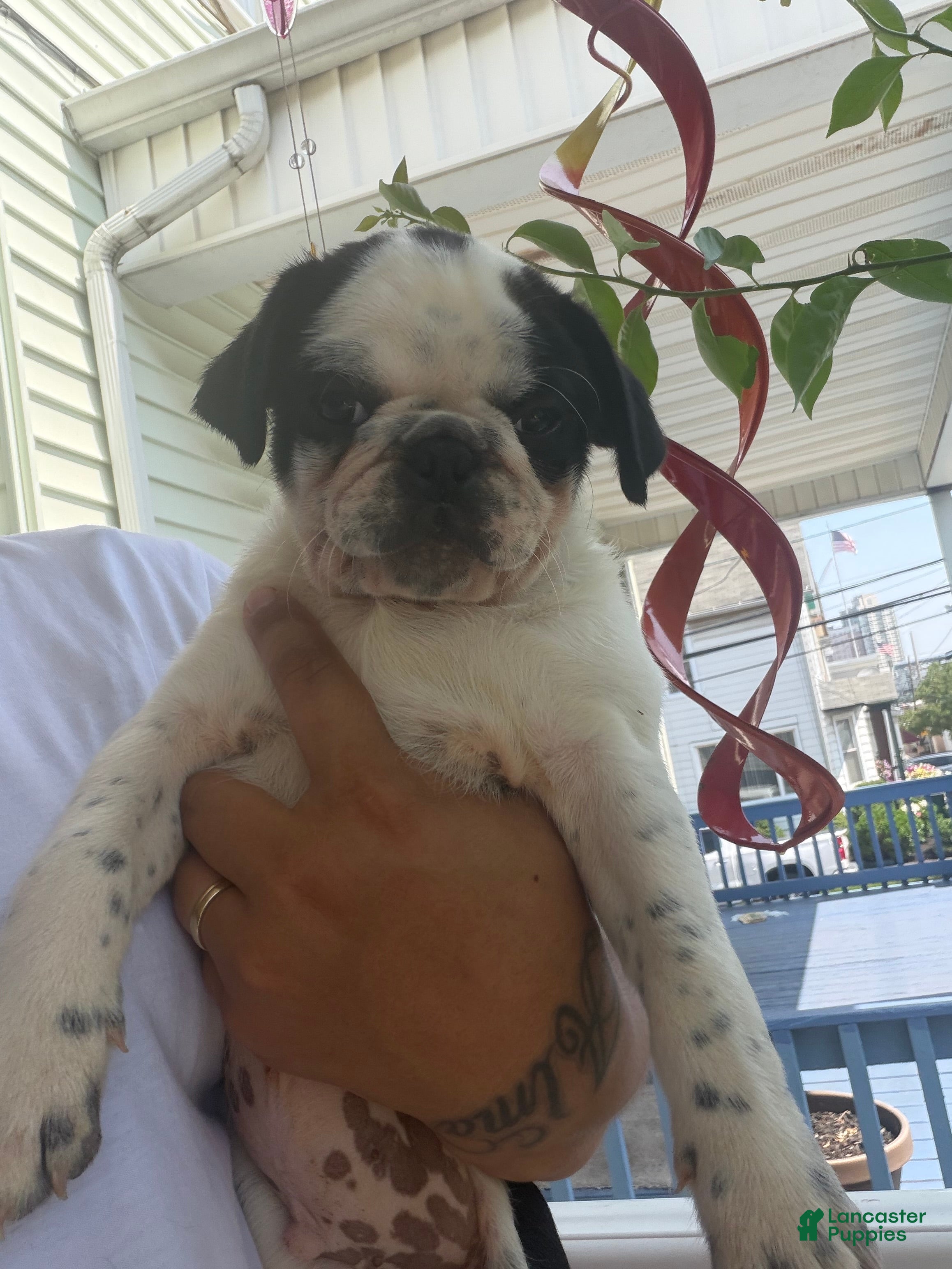 Pug dogs Pug Puppy 5 Apolo - Ad 2