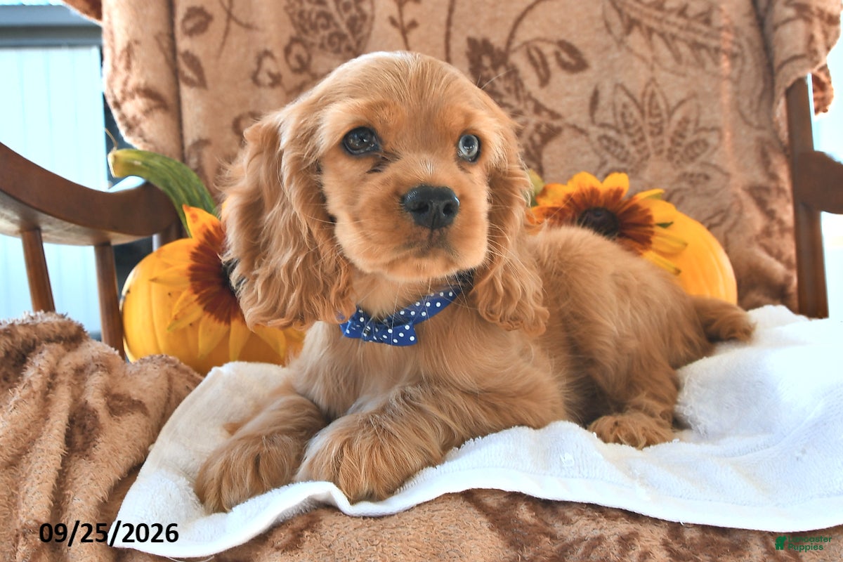 English Cocker Spaniel dogs Randy Lavern - Ad 2