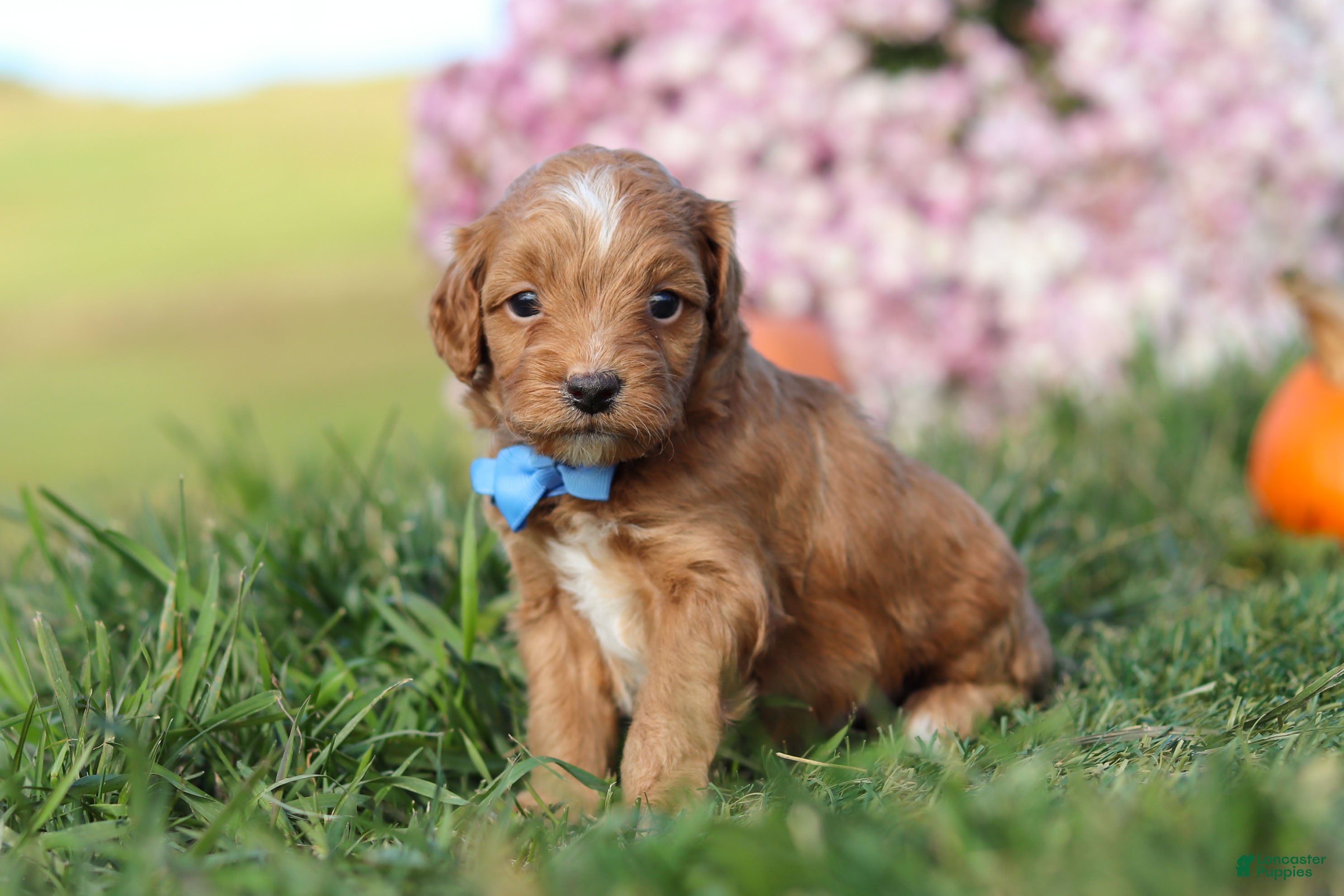Cavapoo dogs Bentley - Ad 9