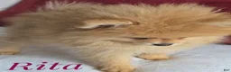Pomeranian dogs for sale: ✨ The Little Shadow You've Been Waiting For ✨ - Ad 6