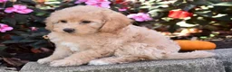 Bichpoo dogs for sale: Carmen - Ad 3