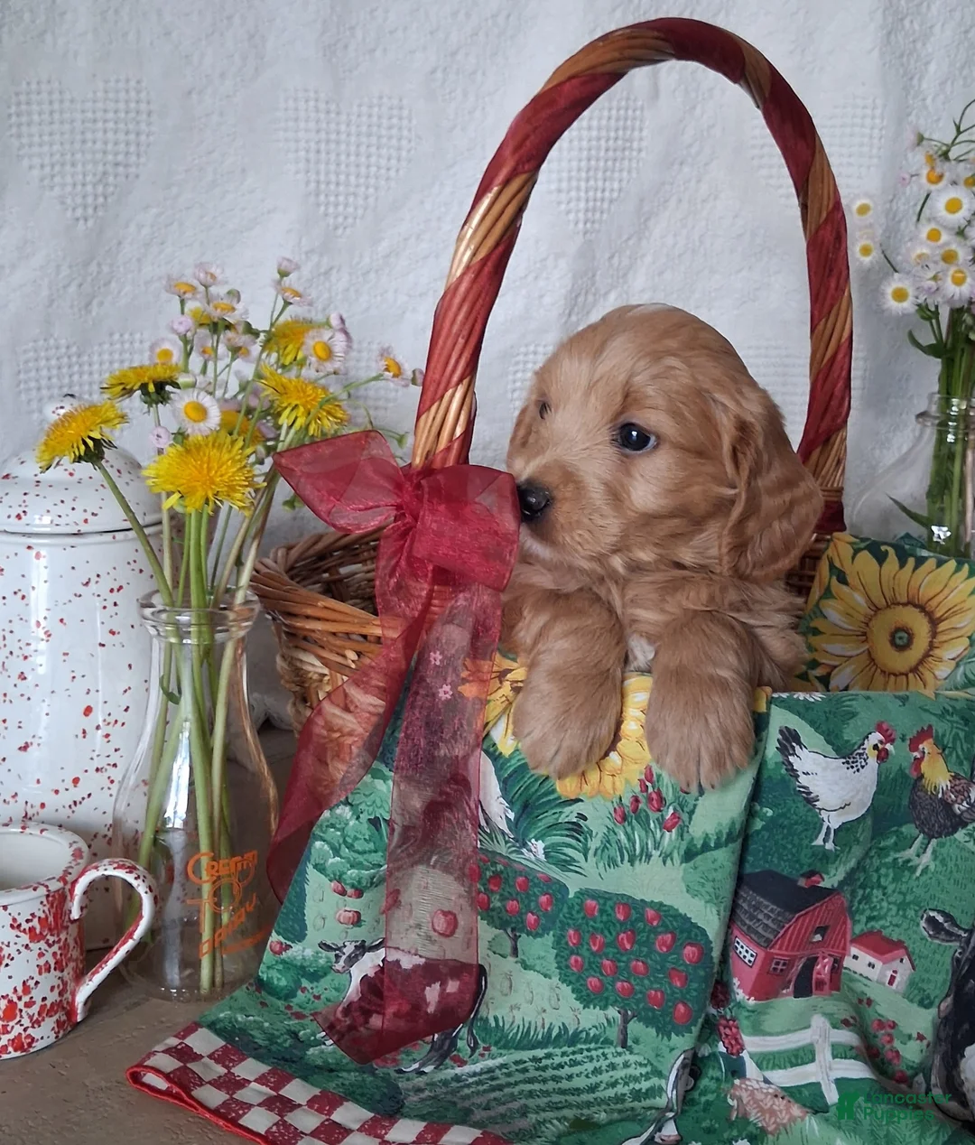 Mini Goldendoodle dogs for sale: Mini Goldendoodle, Whisper - Ad 2