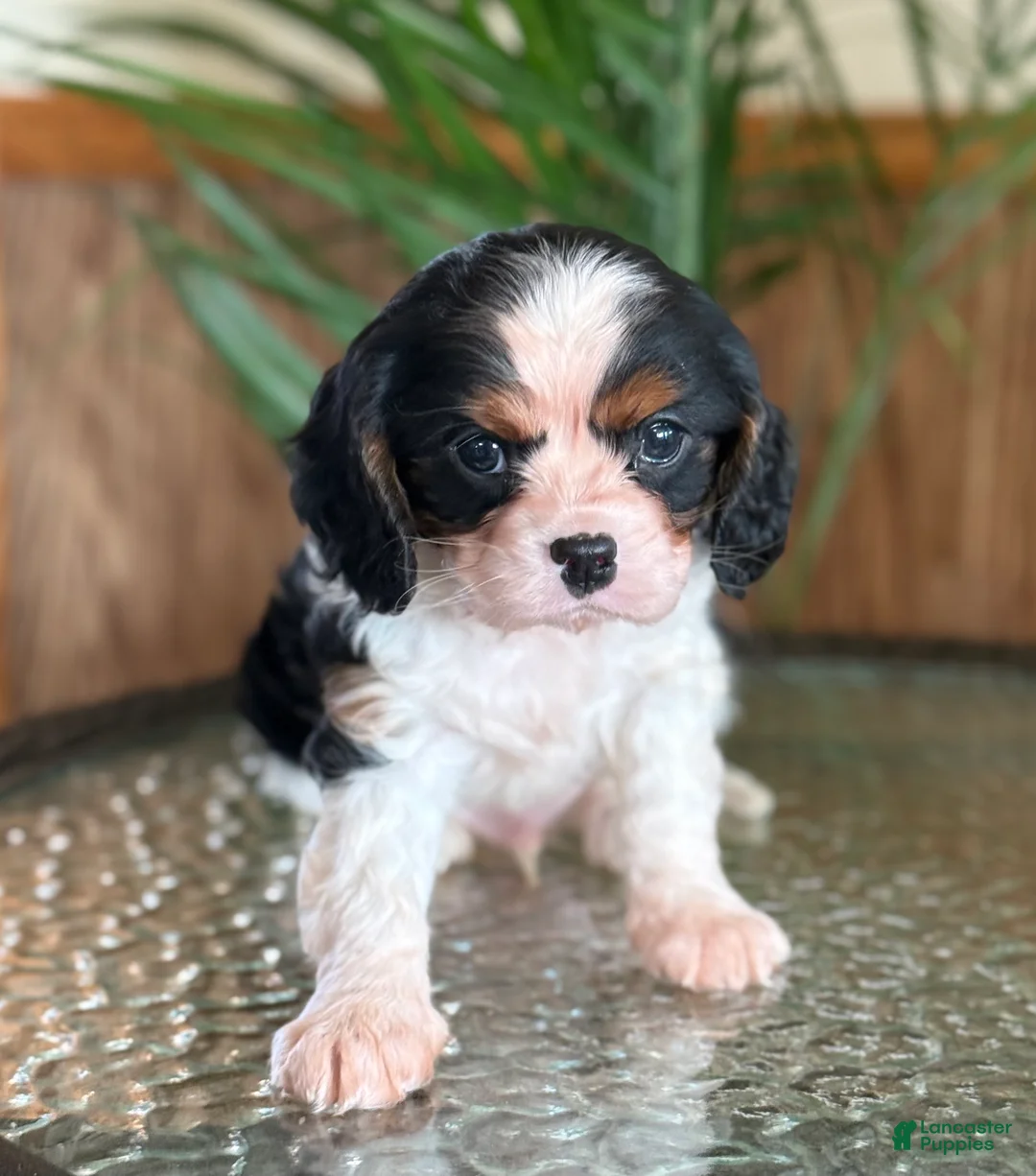 Cavalier King Charles Spaniel dogs for sale: Biscuit  - Ad 1