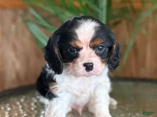 Cavalier King Charles Spaniel dogs Biscuit - Ad 20