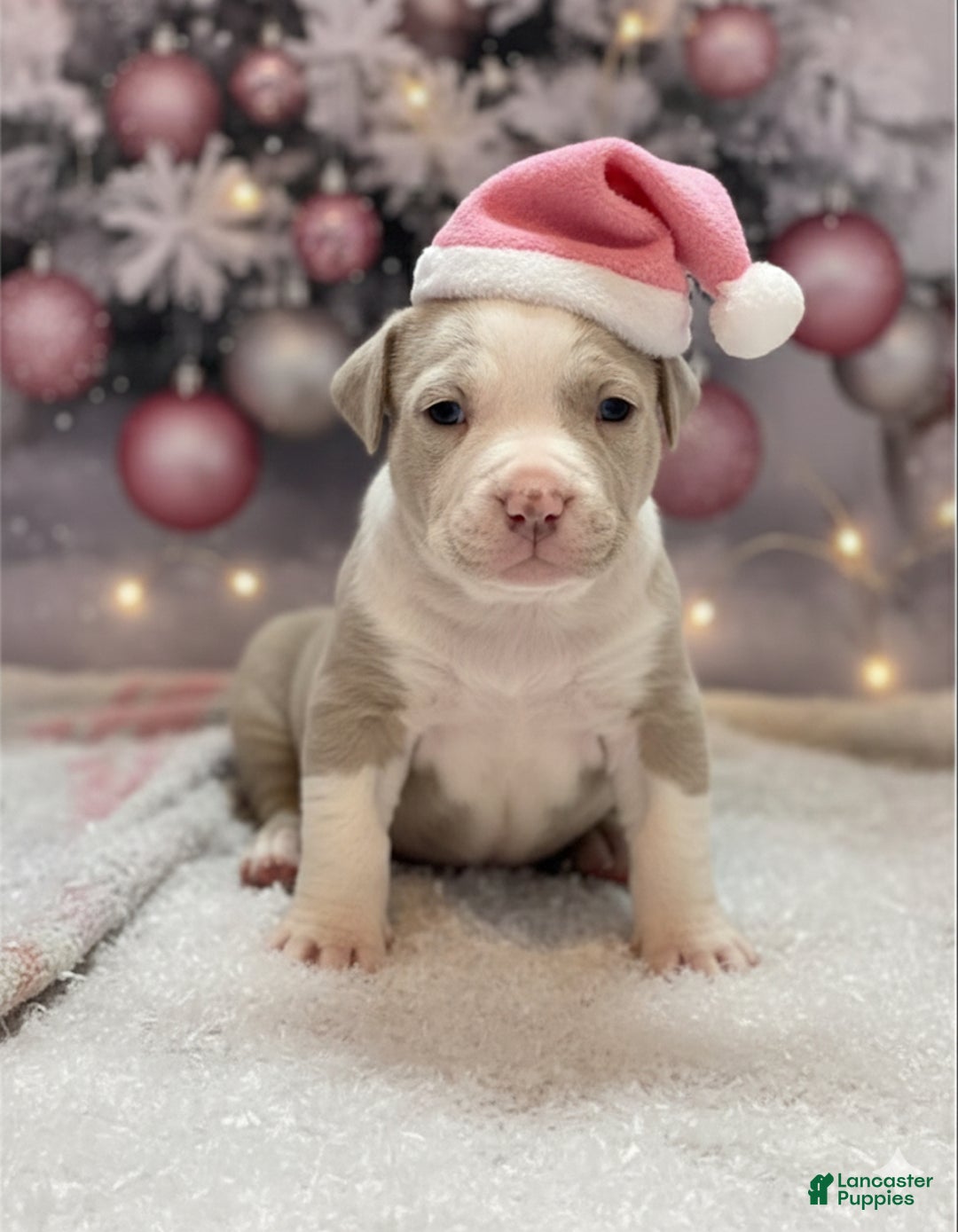 American Bully dogs for sale: Milli - Ad 2