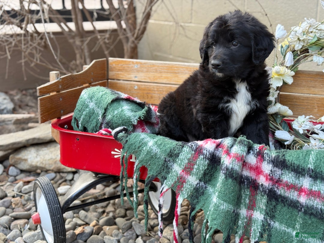 Mixed Breed dogs for sale: Ranger - Ad 7