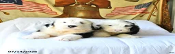 Old English Sheepdog dogs for sale: Zorro - Ad 5