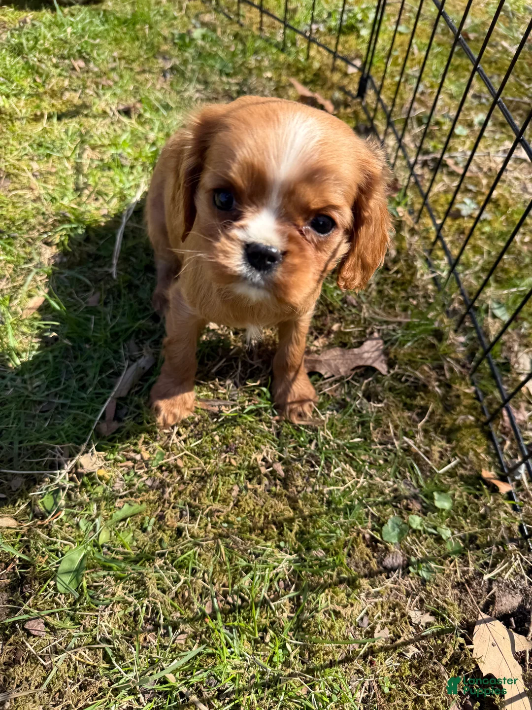 Cavalier King Charles Spaniel dogs for sale: Cavalier King Charles Spaniel Puppy 2 - Ad 1
