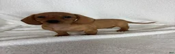 Dachshund dogs for sale: Dixie - Ad 5