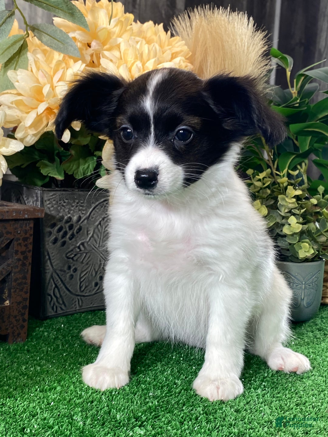 Papillon dogs for sale: Rachel  - Ad 3