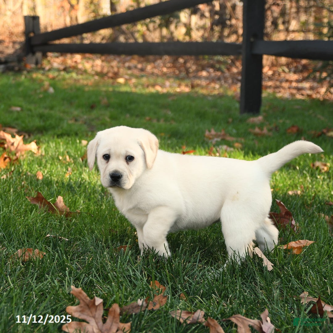 Labrador Retriever dogs for sale: Holly - Ad 4