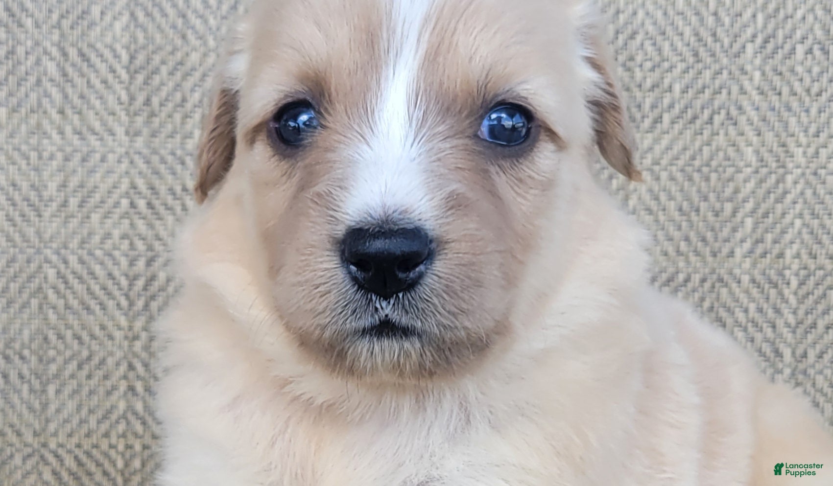 Australian Shepherd dogs Candy - Ad 2