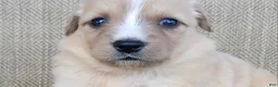 Australian Shepherd dogs for sale: Candy - Ad 2