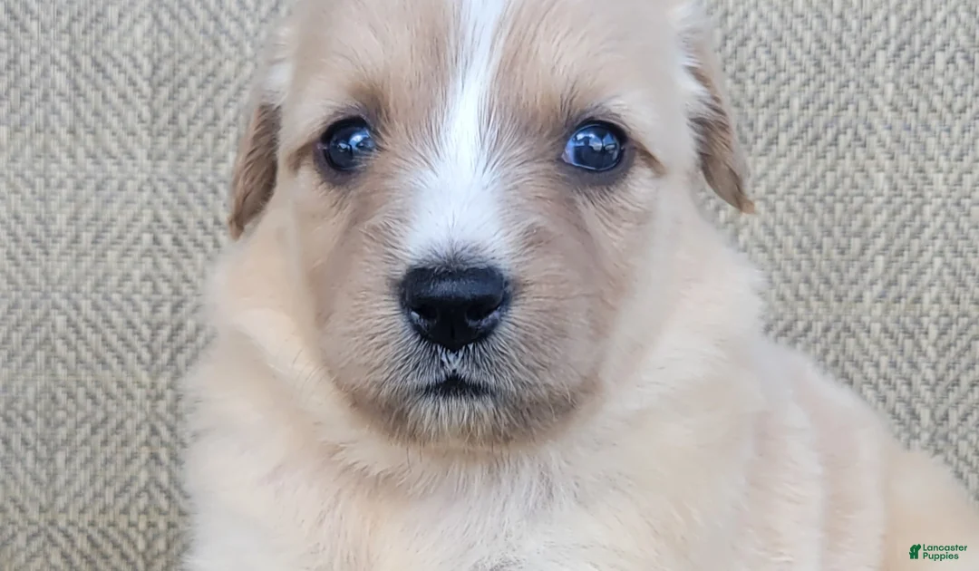 Australian Shepherd dogs for sale: Candy - Ad 2