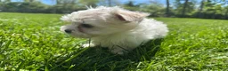 Maltese dogs for sale: Champ - Ad 3