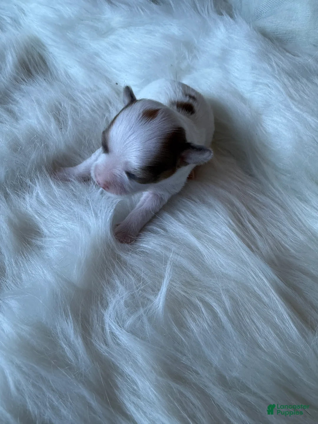Chihuahua dogs for sale: Chihuahua Puppy 3 - Ad 1