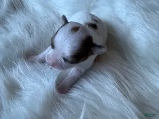 Chihuahua dogs Chihuahua Puppy 3 - Ad 36