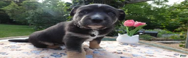 Cane Corso Puppy 2 Trooper