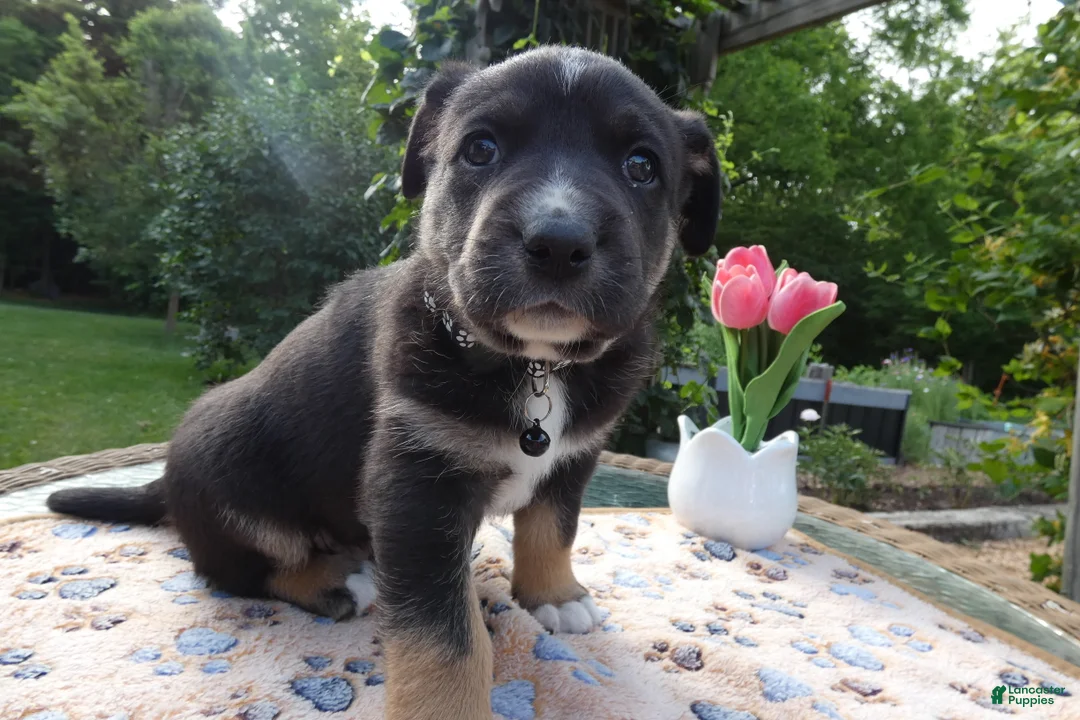 Cane Corso dogs for sale: Cane Corso Puppy 2 Trooper - Ad 1