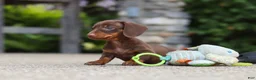 Miniature Dachshund dogs for sale: Ana - Ad 15