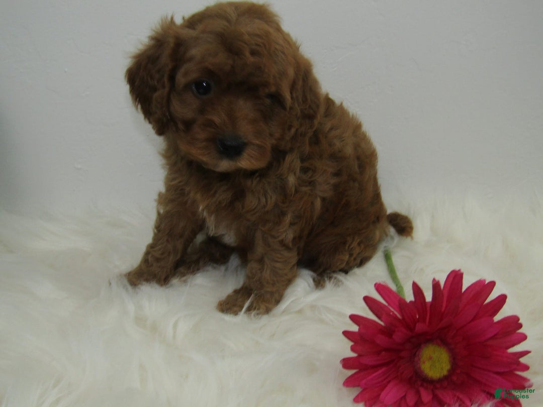 Gallery Image {{count}}