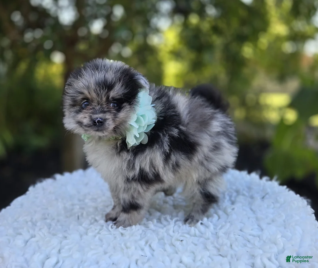 Pomeranian dogs for sale: Nora - Ad 6