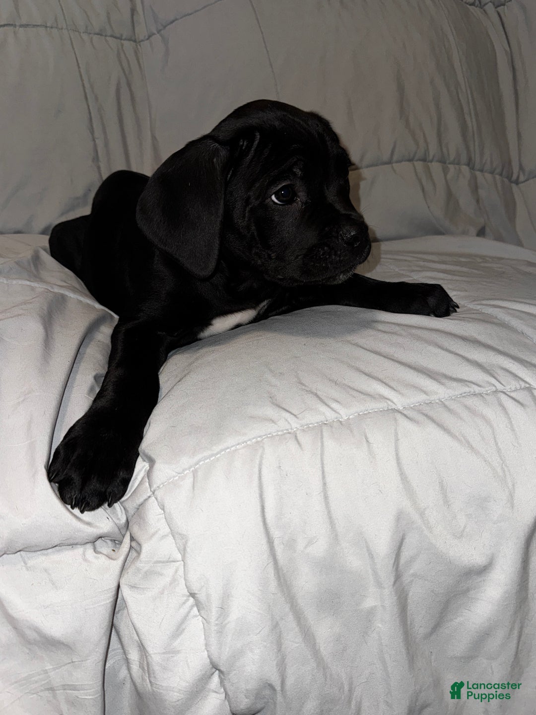 Cane Corso dogs for sale: Orange - Ad 3