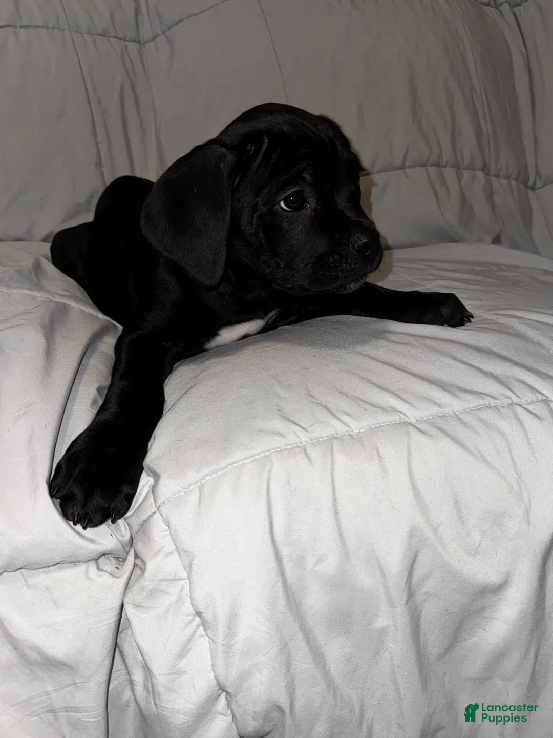 Cane Corso dogs for sale: Orange - Ad 3