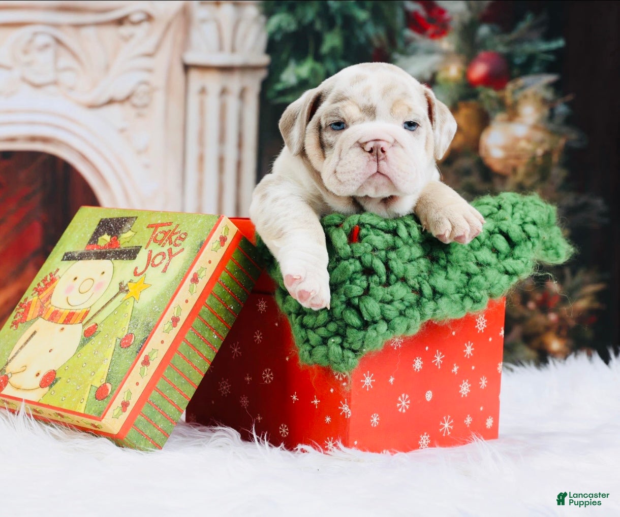 English Bulldog dogs English Bulldog Puppy 5 - Ad 15