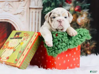 English Bulldog dogs English Bulldog Puppy 5 - Ad 34