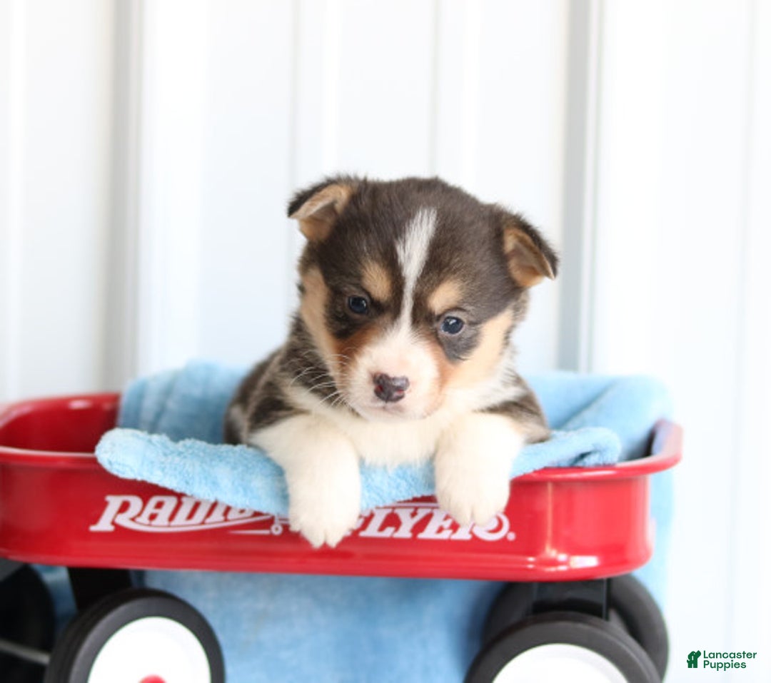 Gallery Image {{count}}