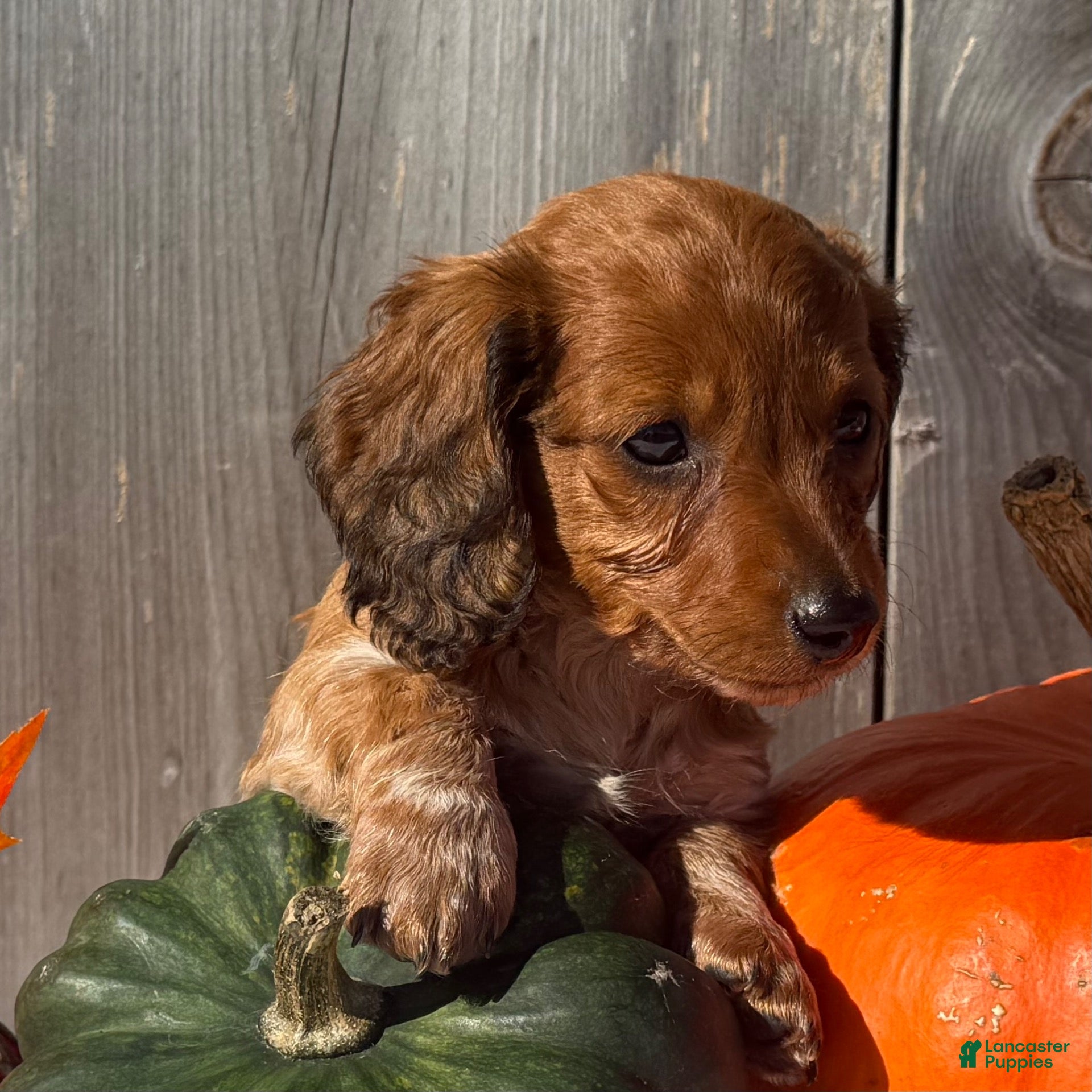 Miniature Dachshund dogs for sale: October  - Ad 2