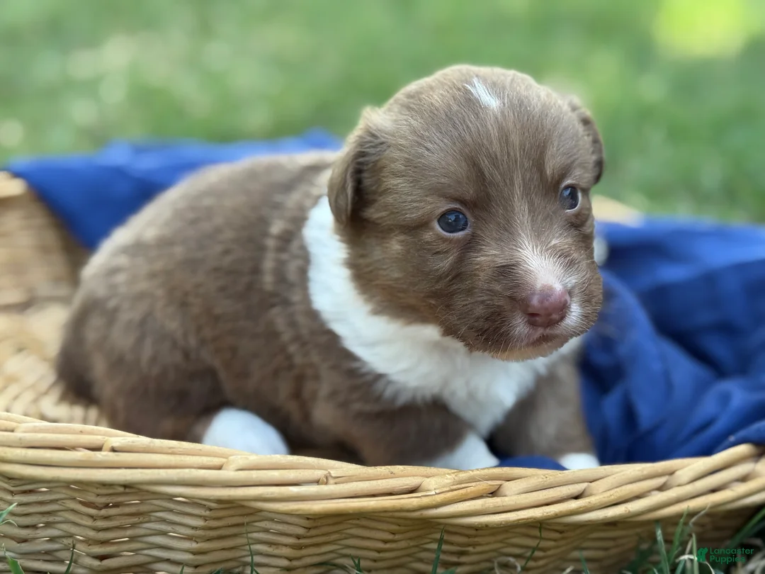 Mixed Breed dogs for sale: Orange collar boy - Ad 1