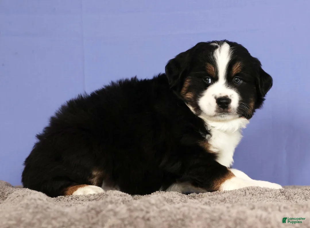 Miniature Australian Shepherd dogs for sale: Jordan - Ad 3