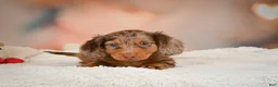 Miniature Dachshund dogs for sale: Romeo - Ad 6