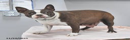 Boston Terrier dogs for sale: Archie - Ad 6