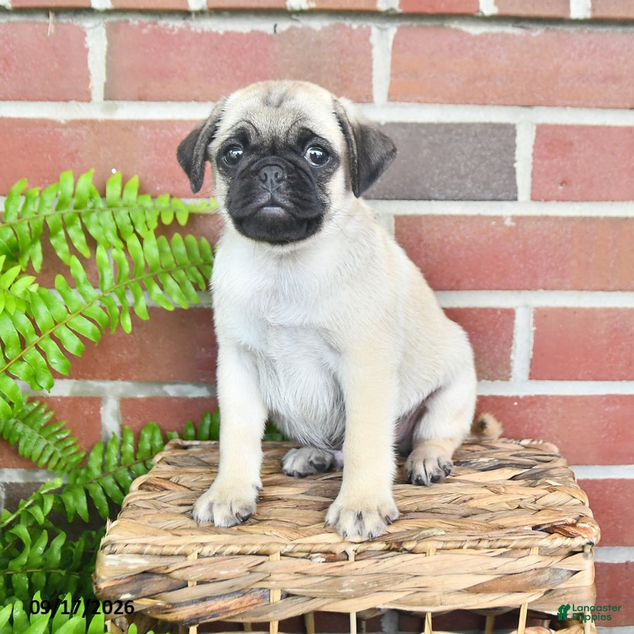 Pug dogs Tango - Ad 1
