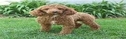 Mini Goldendoodle dogs for sale: Lavon - Ad 16