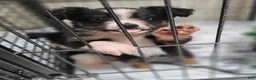 Miniature Australian Shepherd dogs for sale: Miniature Australian Shepherd Puppy 3 - Ad 5