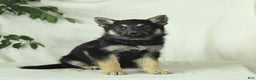 Gerberian Shepsky dogs for sale: Marigold - Ad 4