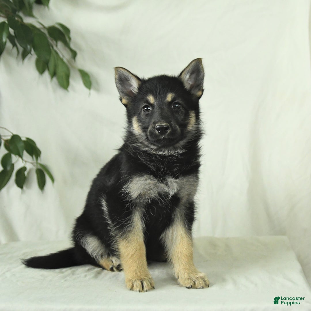 Gerberian Shepsky dogs for sale: Marigold - Ad 4