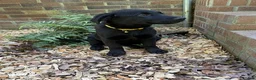 German Shepherd dogs for sale: Nova - Ad 2