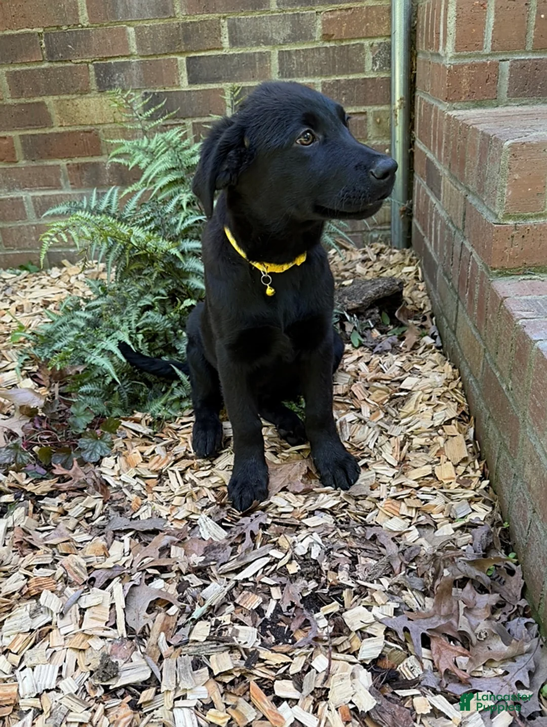 German Shepherd dogs for sale: Nova - Ad 2