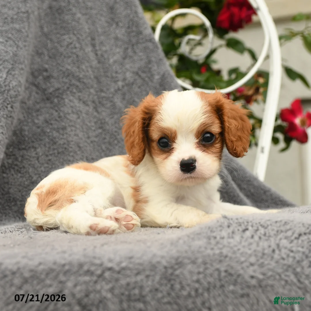 Cavalier King Charles Spaniel dogs for sale: Selena - Ad 2