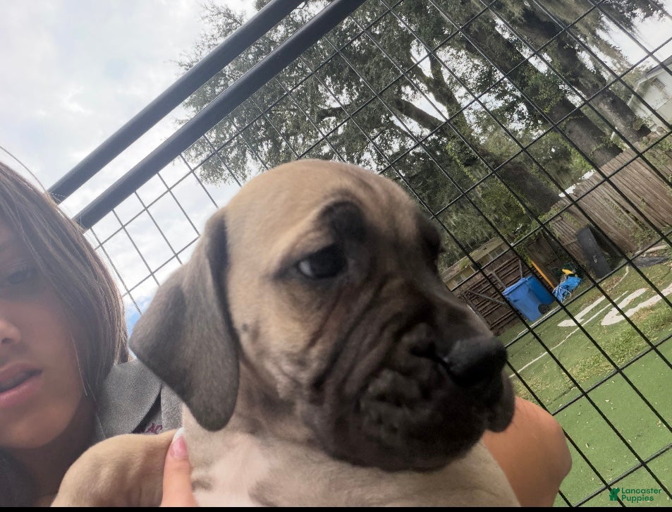 South African Boerboels (South African Boerboels, Male) in Plant City, FL