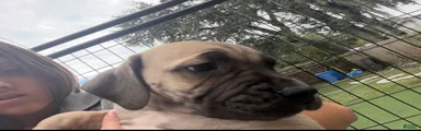 South African Boerboels 4