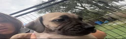 South African Boerboels dogs for sale: South African Boerboels 4 - Ad 1