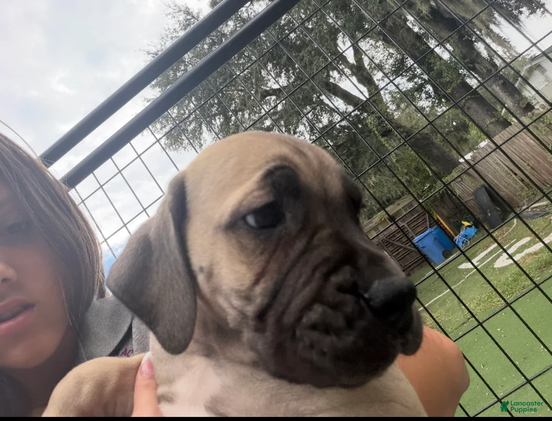 South African Boerboels dogs for sale: South African Boerboels 4 - Ad 1