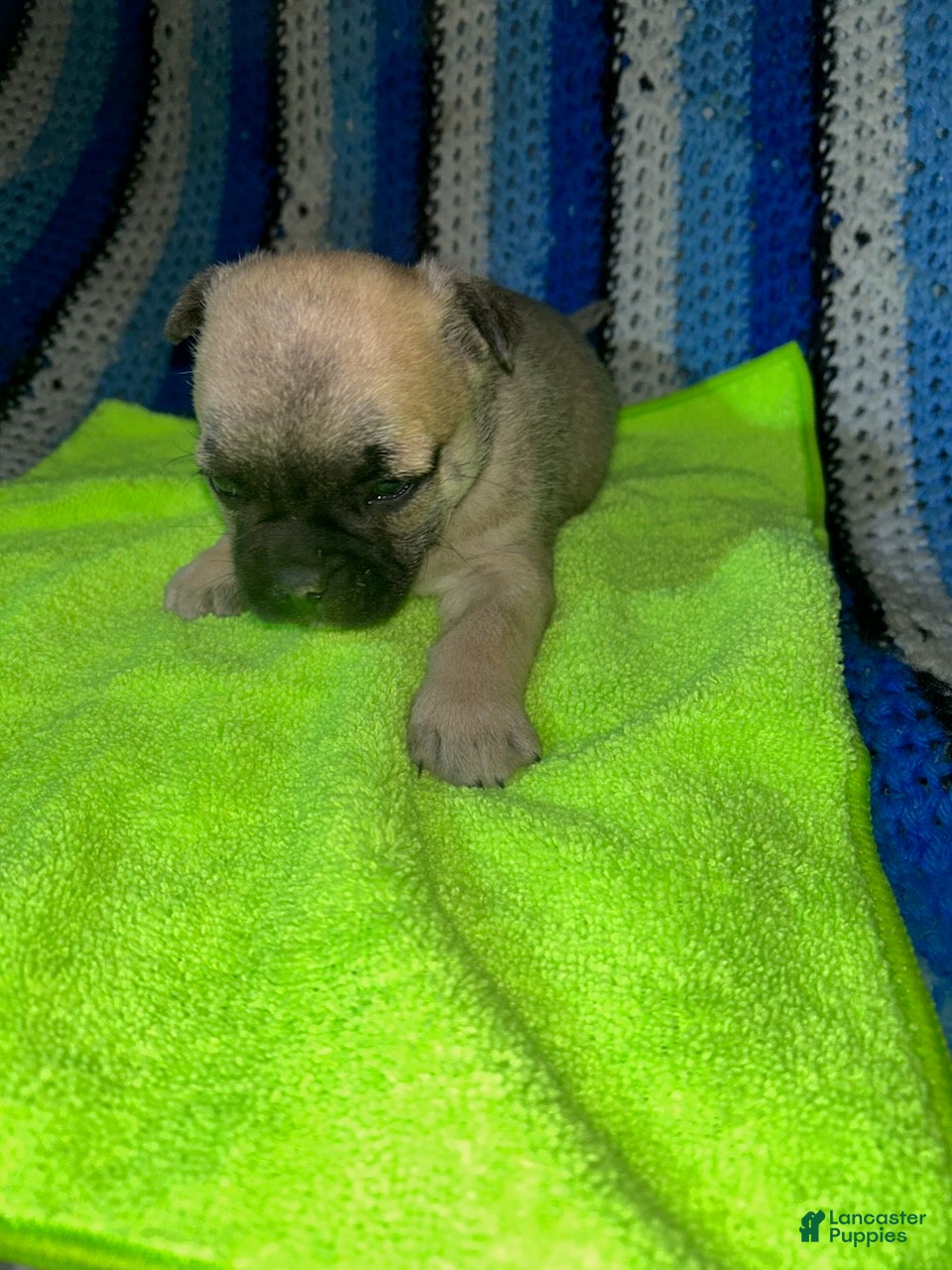 Mixed Breed dogs Joe - Ad 1